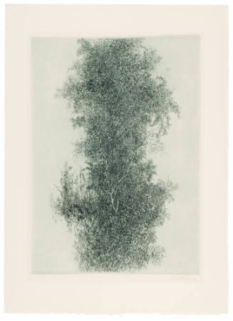 Wisteria