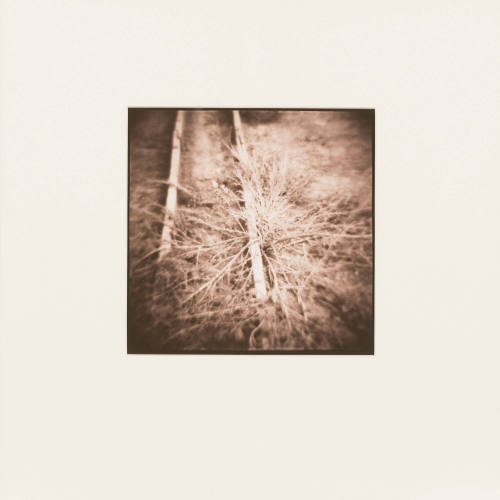 Plant Form, Funke's Greenhouse