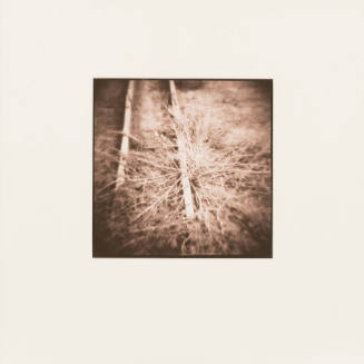 Plant Form, Funke's Greenhouse