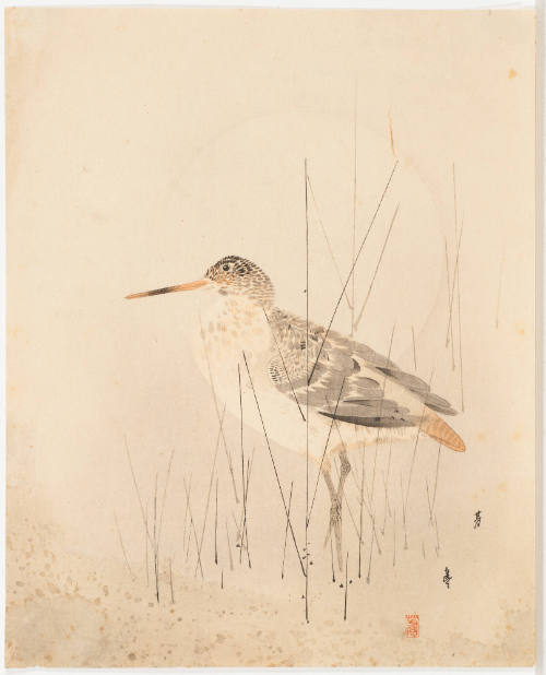 (Waterbird in Reeds)