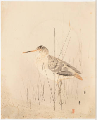 (Waterbird in Reeds)