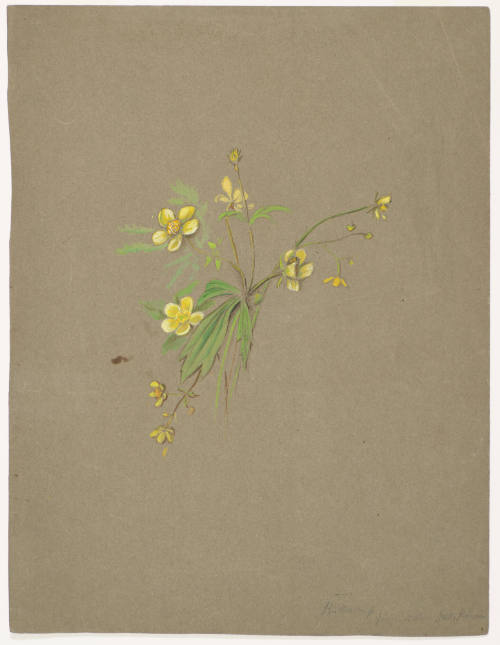 Yellow Flower - Buttercup