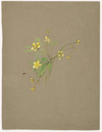 Yellow Flower - Buttercup