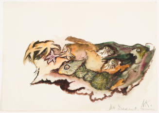 Starfish and Sea Urchins, Mt. Desert, Maine