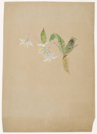 Dog Tooth Violet or Lily