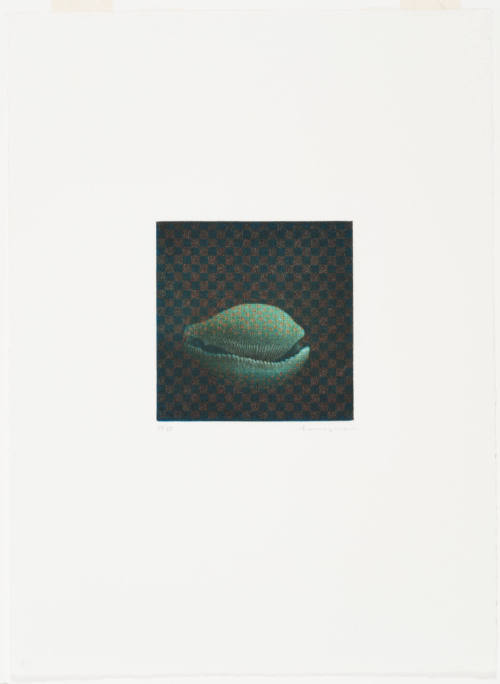 Shell (Coquillage)