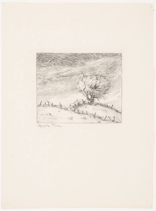 Apple Tree