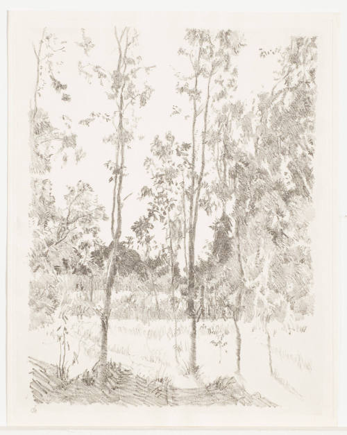 Tree Filled Landscape
