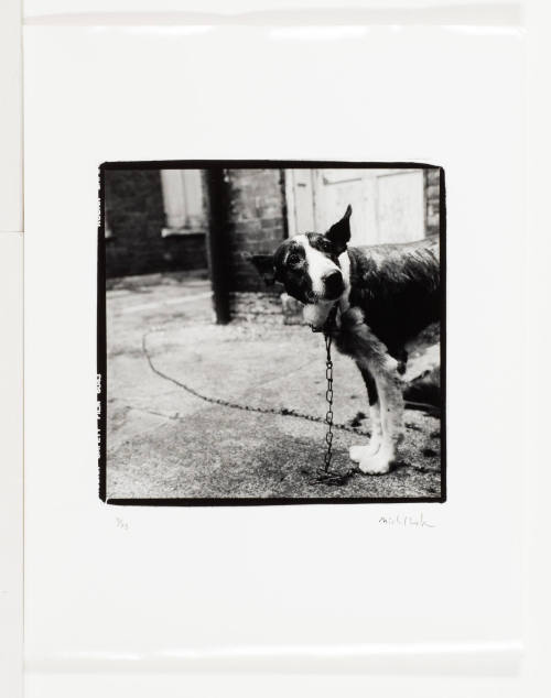 Dog on a Chain