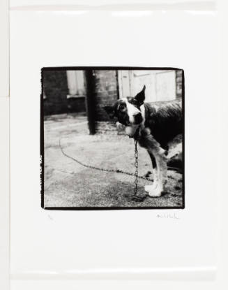 Dog on a Chain