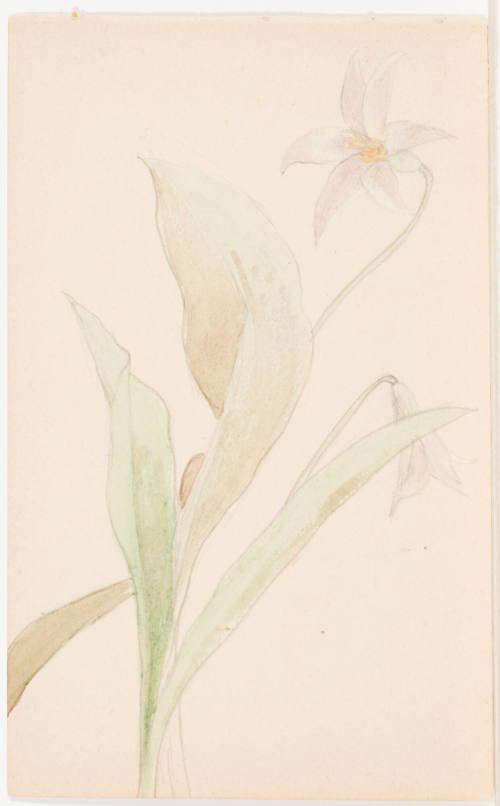 Study of Trout Lily