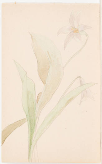 Study of Trout Lily