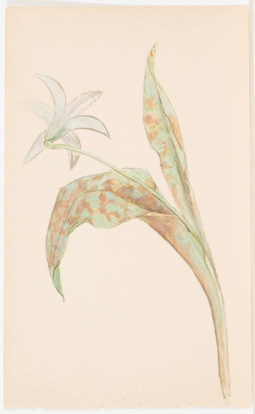 Study of Trout Lily