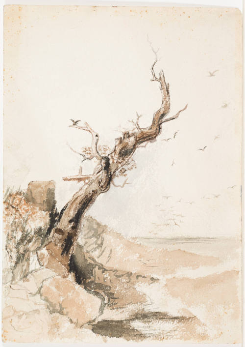 Tree on Shoreline with Birds