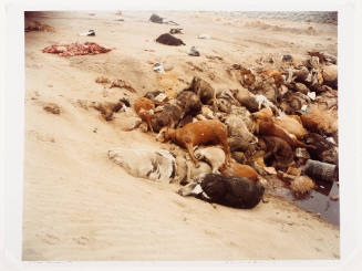 Dead Animals #001