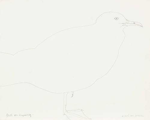 Gull for Engraving