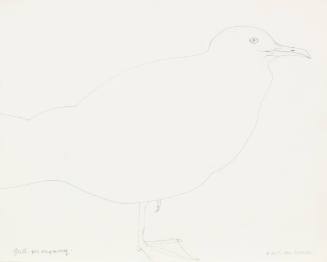 Gull for Engraving