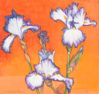 Iris, Purple Edged