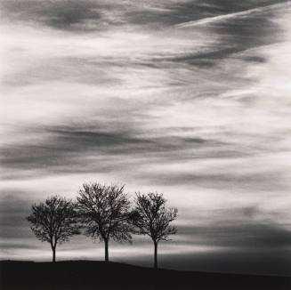 Three Trees at Dusk, Fain Les Moutiers, Bourgogne, France