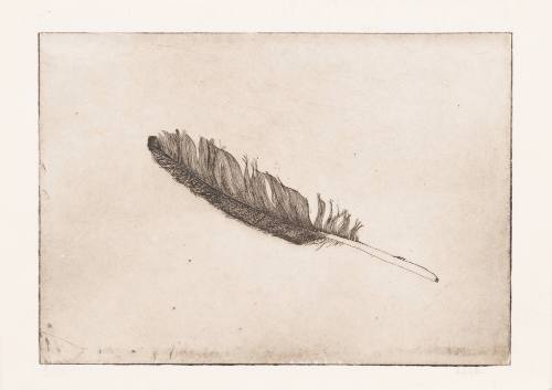 Untitled (Feather)