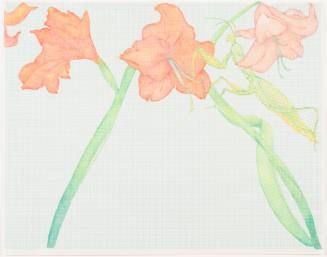 Amaryllis Tribe