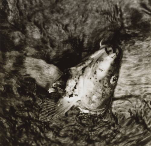 Untitled (fish)