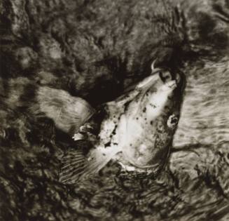 Untitled (fish)