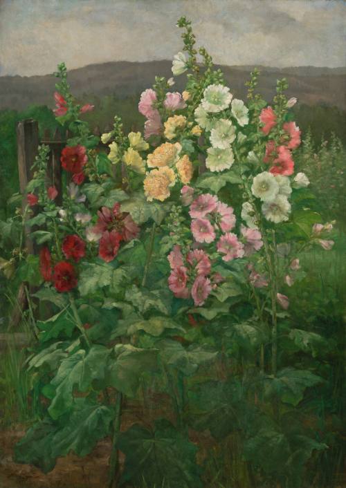 Hollyhocks