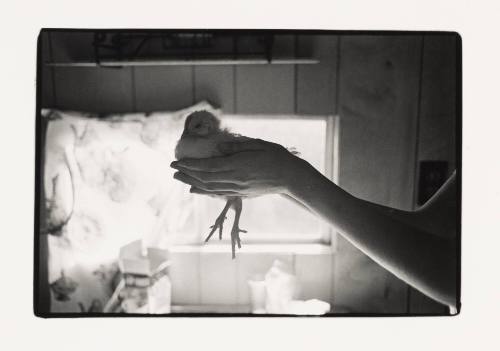Reva Holds a Chicken, Pomeroy, Ohio