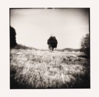 Three Trees, Amesville, Ohio