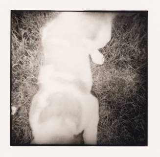 St. Bernard on the Grass, Albany, Ohio