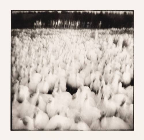 2,000 Turkeys, Albany, Ohio
