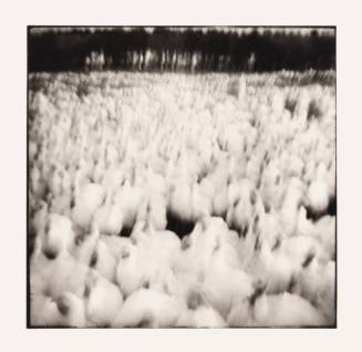 2,000 Turkeys, Albany, Ohio