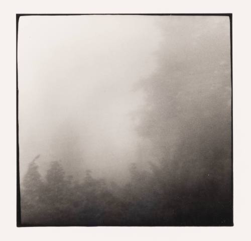 Mist and Tree, Albany, Ohio