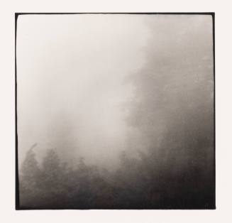 Mist and Tree, Albany, Ohio