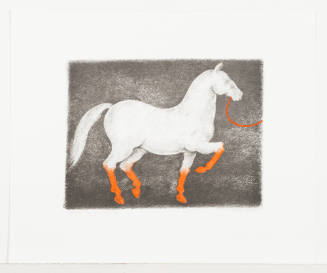 Wedding Pony, Jaipur