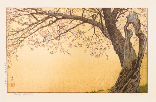 Cherry Blossoms