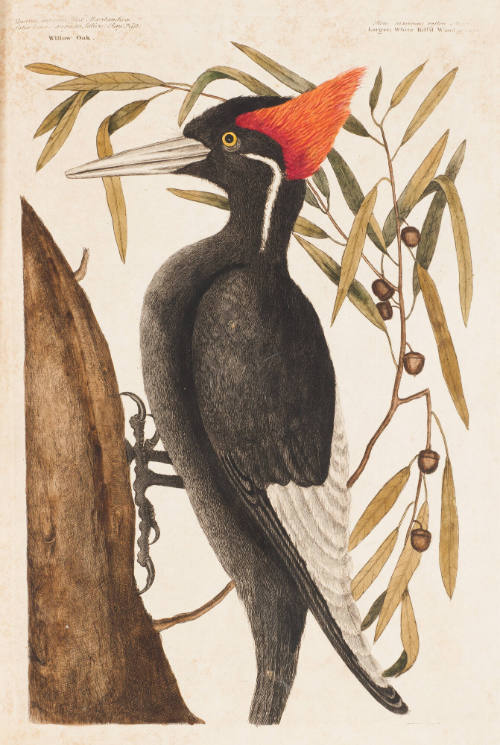 The Largest White-Bill Woodpecker, the Willow Oak