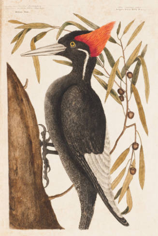 The Largest White-Bill Woodpecker, the Willow Oak