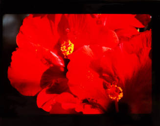 Hibiscus, Grenada (Caribbean)