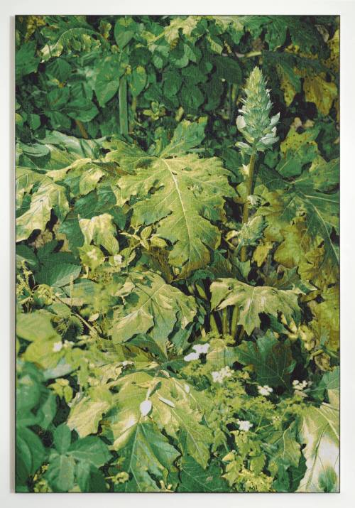 The Garden (Acanthus mollis, Urtica dioica & Oenanthe javanica / Rome, Italy / May 17, 2022)