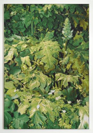 The Garden (Acanthus mollis, Urtica dioica & Oenanthe javanica / Rome, Italy / May 17, 2022)