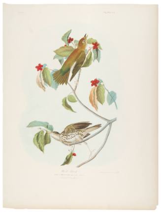 Wood Thrush
