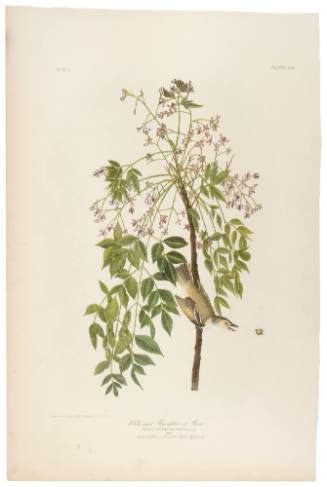 White-Eyed Flycatcher or Vireo