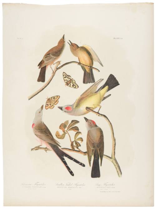 Arkansaw Flycatcher, Swallow Tailed Flycatcher and Says Flycatcher