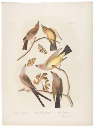 Arkansaw Flycatcher, Swallow Tailed Flycatcher and Says Flycatcher