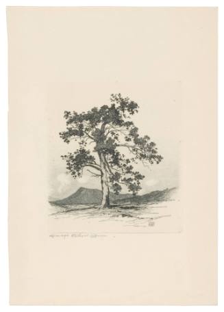 Windy Hill No. 7