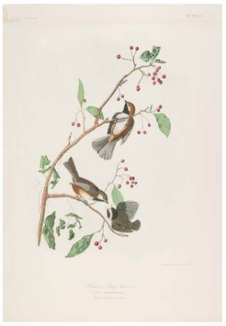 Hudson's Bay Titmouse