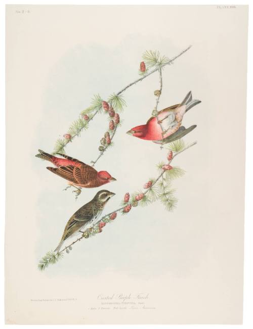 Crested Purple Finch