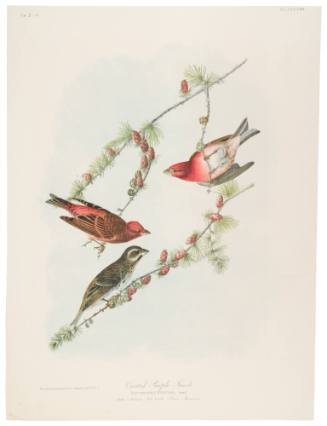 Crested Purple Finch